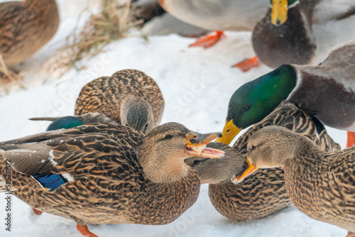 Mallard ducks in the snow on a frosty sunny day. Portrait of a wild duck in the winter season photo