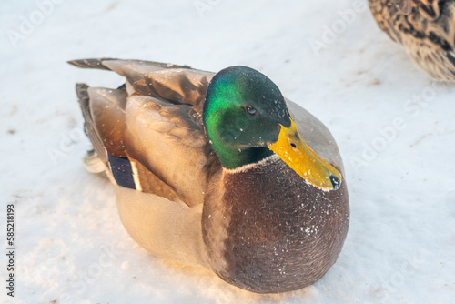 Mallard ducks in the snow on a frosty sunny day. Portrait of a wild duck in the winter season photo