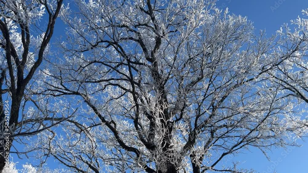 Frost-coated tree top branches against a brilliant blue sky Frost-coated tree top branches against a brilliant blue sky