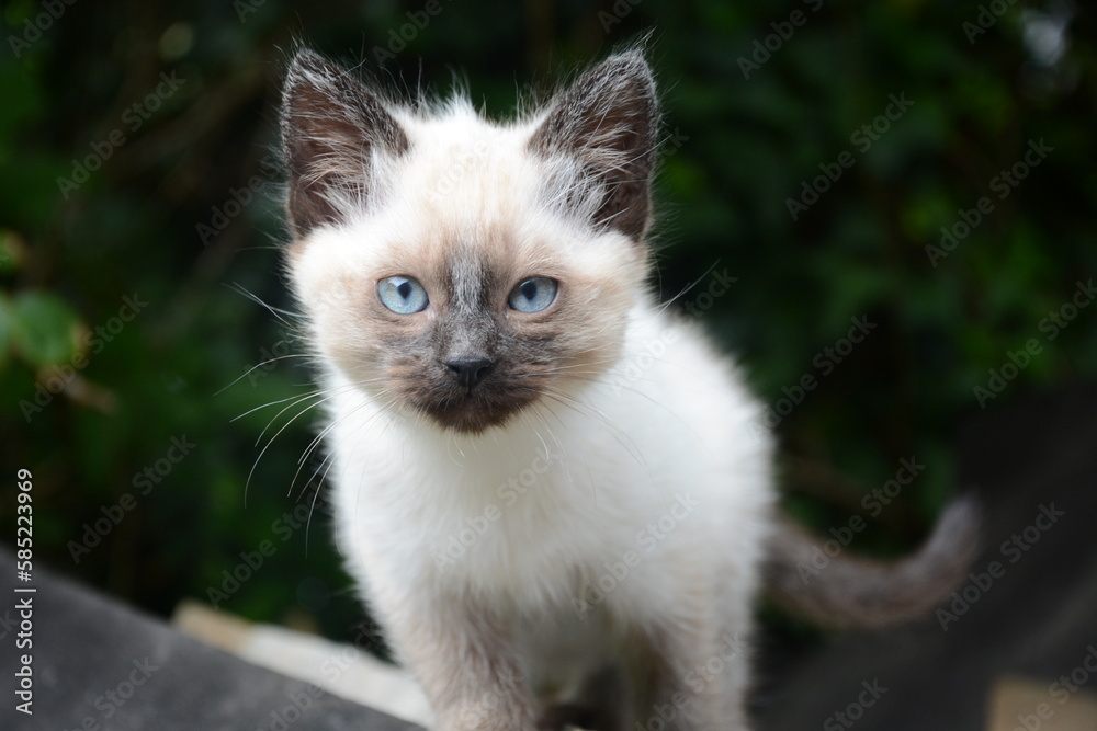 chaton siamois angora chaton siamois angora