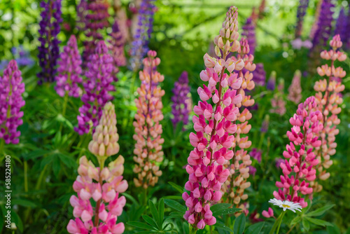 Lupine , or wolf bean [2] [3] ( lat. Lupinus ) is a genus of plants from the legume family