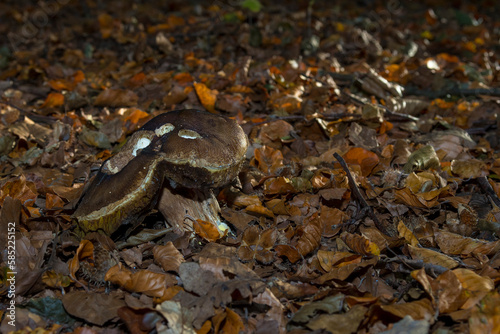 Penny Bun  Boletus edulis  between leaves on the ground in a forest  rotting