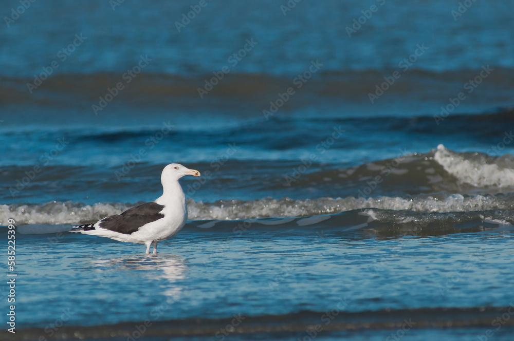 Great Black-backed Gull (Larus marinus) subadult standing in shallow water at the shoreline Great Black-backed Gull (Larus marinus) subadult standing in shallow water at the shoreline