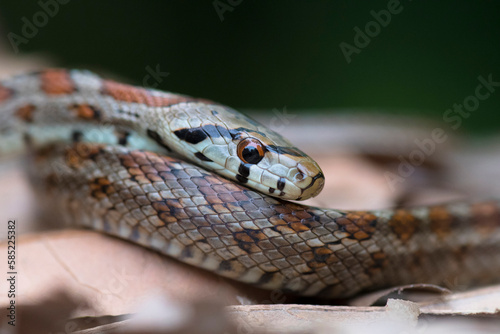 Leopard Snake (Zamenis situla) resting on leaves on the ground photo