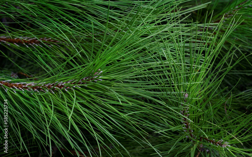 close up of pine needles