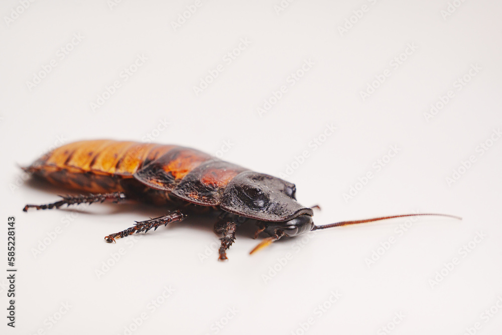 a large hissing Madagascar cockroach on a white surface. a large hissing Madagascar cockroach on a white surface.