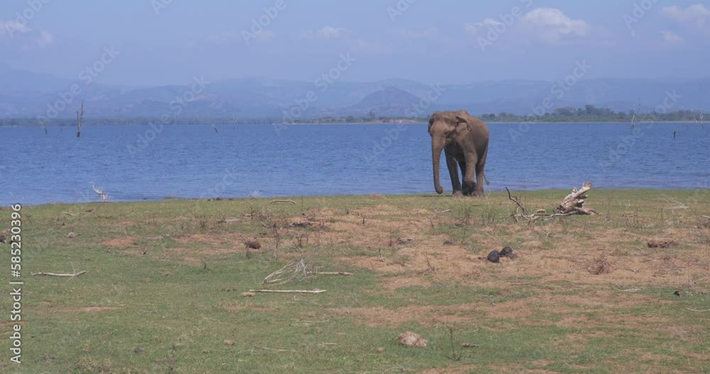 An elephant in a Udawalawe National Park of Sri Lanka An elephant in a Udawalawe National Park of Sri Lanka