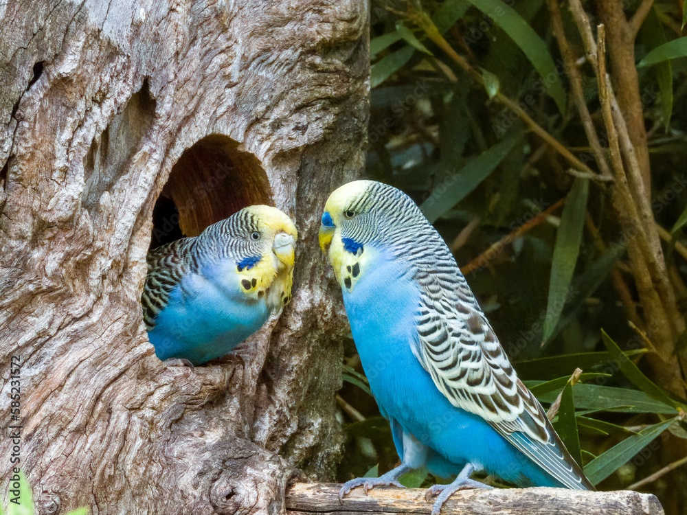 Obraz premium Budgerigar Parrot in Western Australia