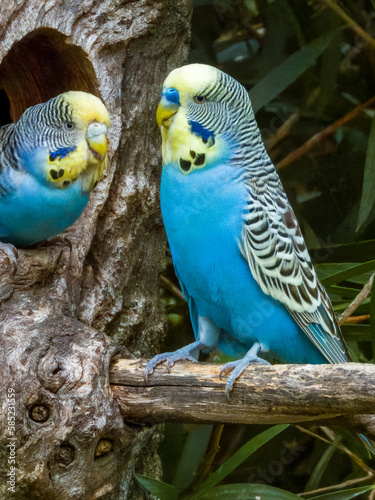 Budgerigar Parrot in Western Australia