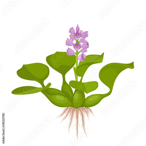 Vector illustration, water hyacinth or Eichhornia crassipes, isolated on white background.