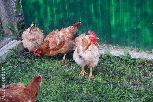 Red chicken walking over grass