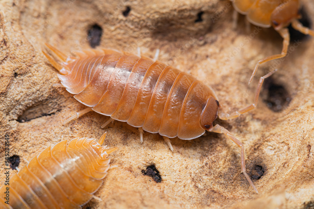 Swift Woodlouse (Porcellio Laevis Swift Woodlouse (Porcellio Laevis