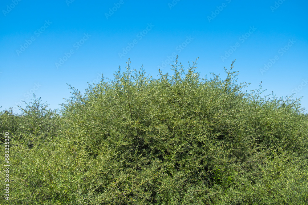Sea buckthorn tree branches on blue sky background. Also known as  sandthorn, sallowthorn, or seaberry plant. Dense, short and green leaves. No berries