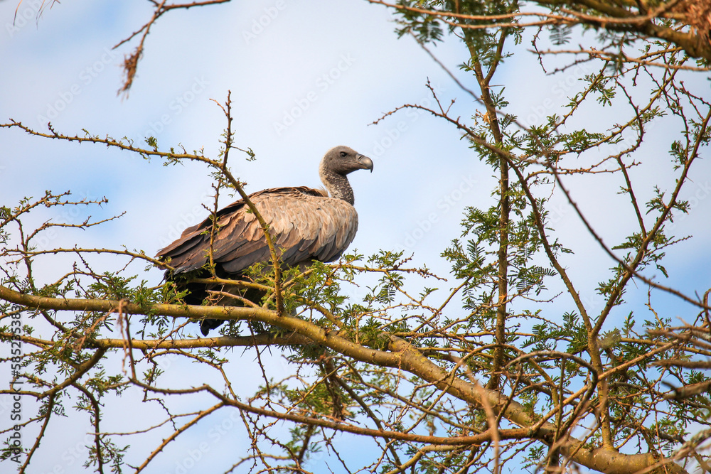 Fototapeta premium White-backed vulture