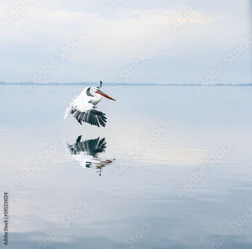 pelican in flight photo