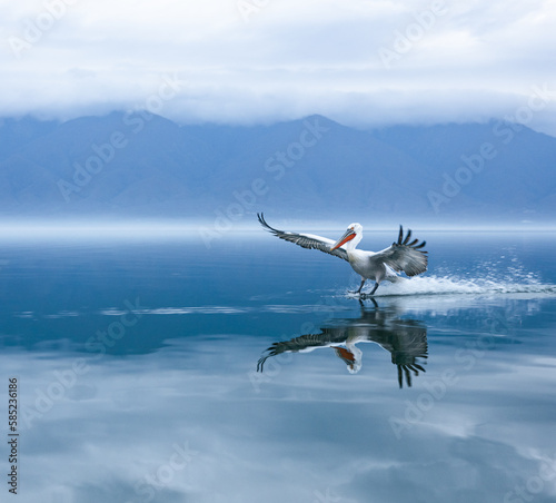 pelican in flight photo