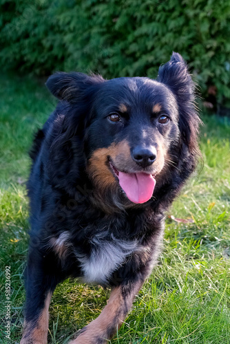 Shepherd Border Collie Mix on a green meadow