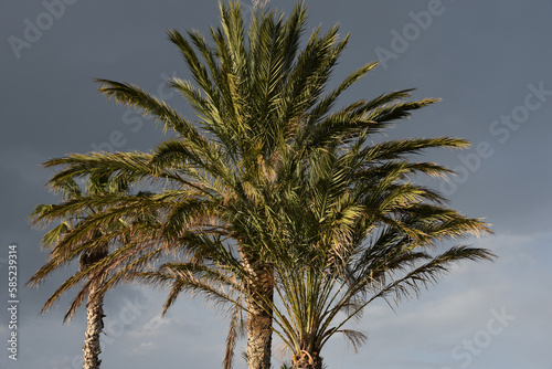 Palm trees silhouettes against blue sky and clouds  tall  thin trun  s are capped by lush bundles  of leaves. Soft calmness on off season Mediterranean beach near Athens  Greece.