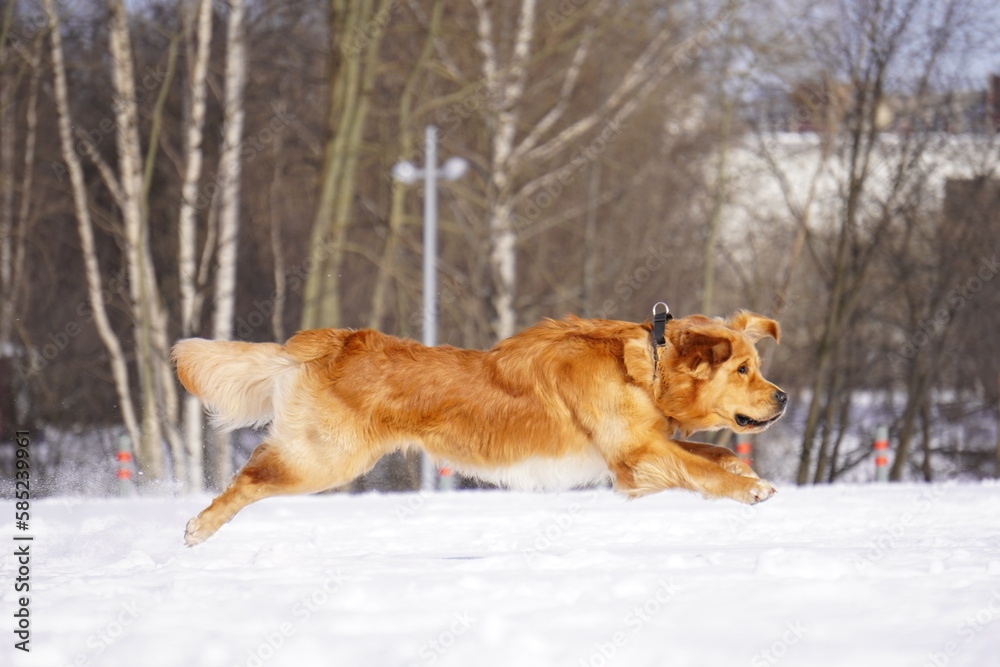 golden retriever running in the snow