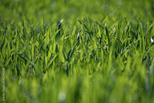 green grass background
