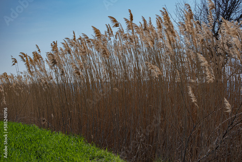 reeds growing along streams