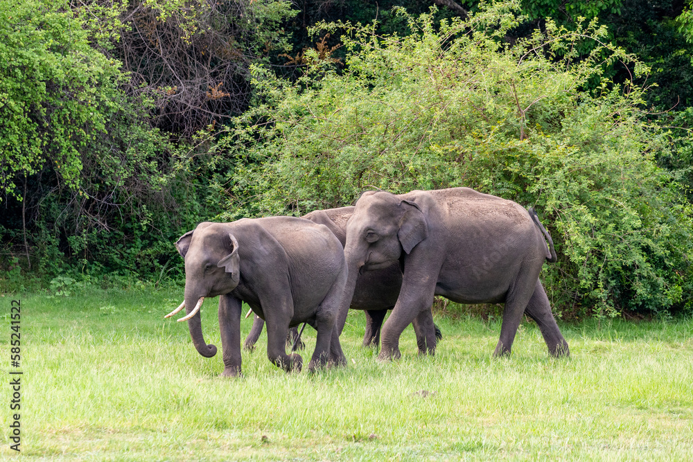 Little tuskers of Sri Lanka. Young Tusked Elephants roaming in Minneriya National Park