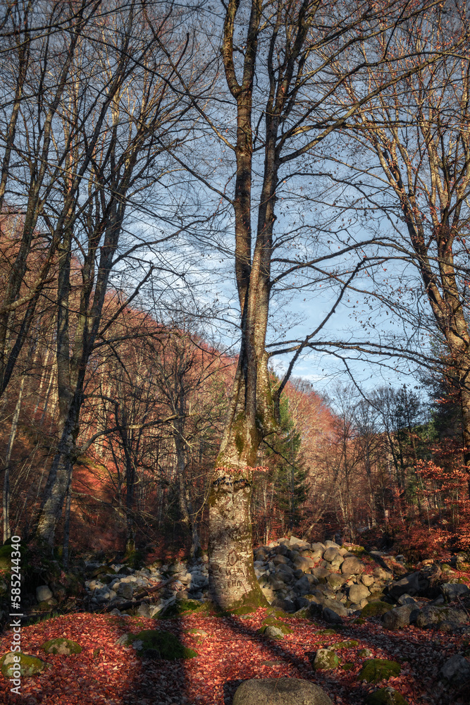 Lovely high beech trees in the morning. Lovely high beech trees in the morning.