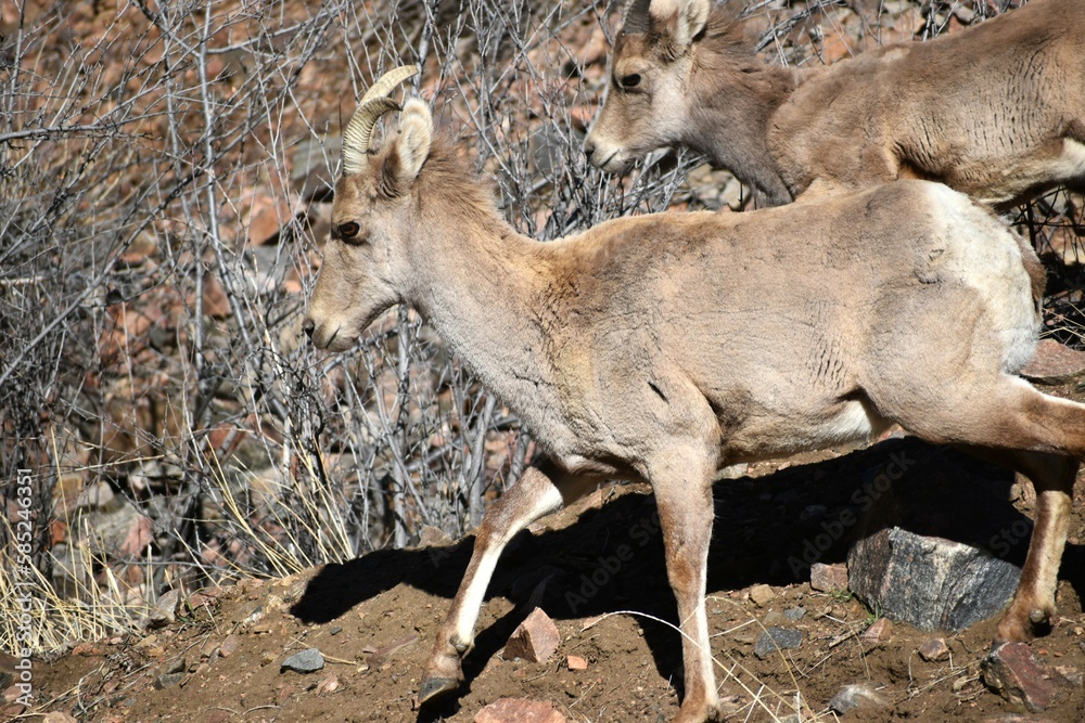 Fototapeta premium Young bighorn sheep running