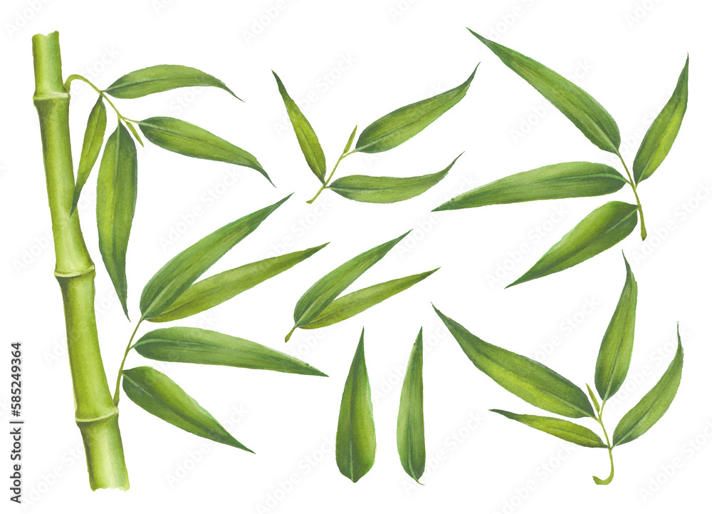 Fototapeta premium Set of bamboo elements isolated on white