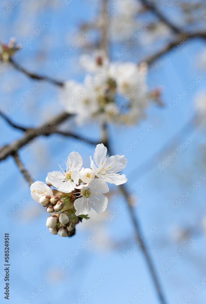 branch of cherry blossoms against the blue sky,flowering of fruit trees, spring