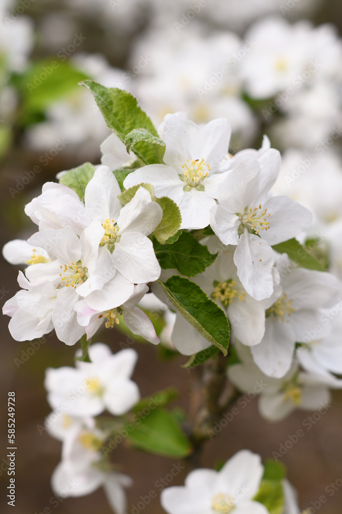 blooming apple tree branch with white flowers, early spring, beautiful nature blooming apple tree branch with white flowers, early spring, beautiful nature
