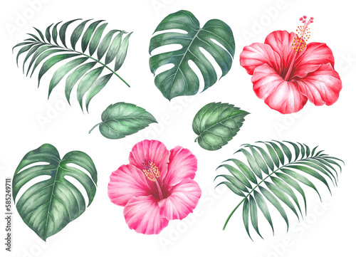 Set of differents flower hibiscus on white background. Watercolor tropical floral illustration