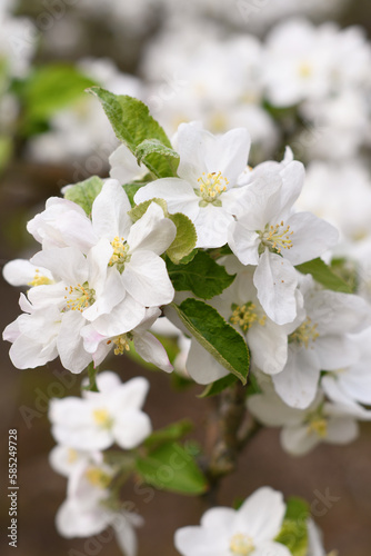 blooming apple tree branch with white flowers, early spring, beautiful nature