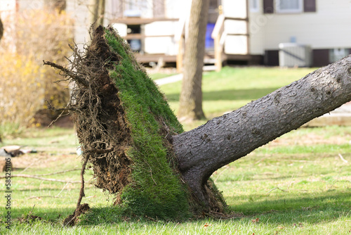 Uprooted tree in neighborhood caused by heavy wind damage photo