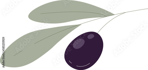 Olive fruits on branch