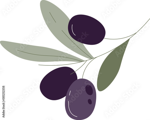 Olive fruits on branch with leaves