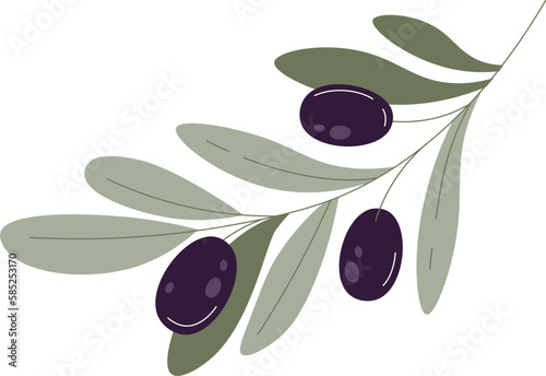 Olive fruits on branch with leaves