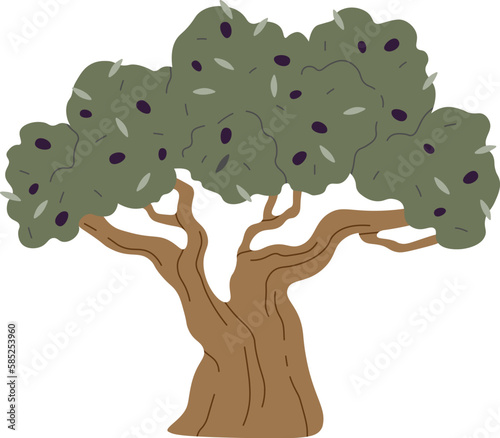 Olive fruits on tree
