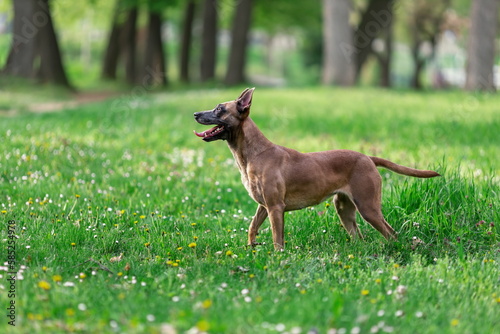 Young dog of belgian malinois breed playing outdoors in green park