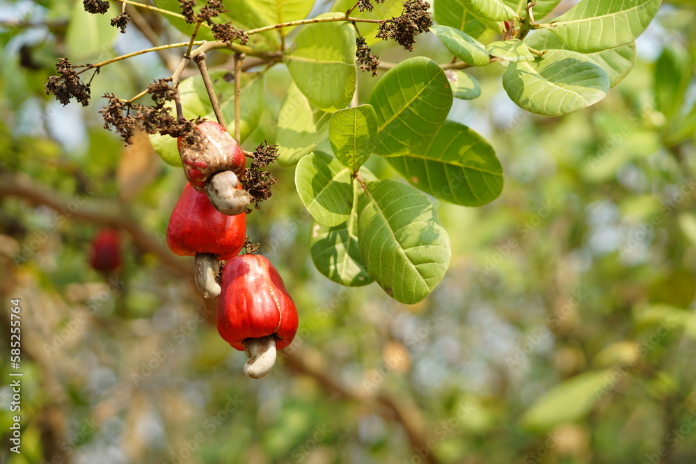 Foto de Red cashew fruits in garden. Fresh and organic. Concept. Export