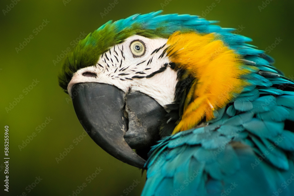 Guacamaya azul con amarillo (ara ararauna)