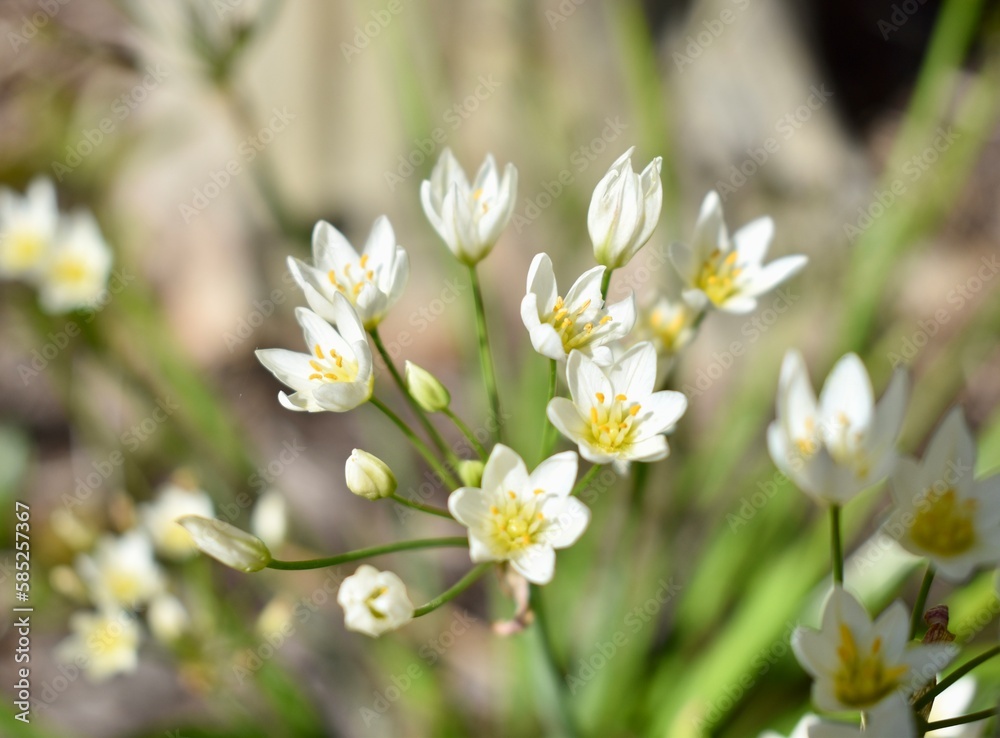 Paperwhite Blooms 2