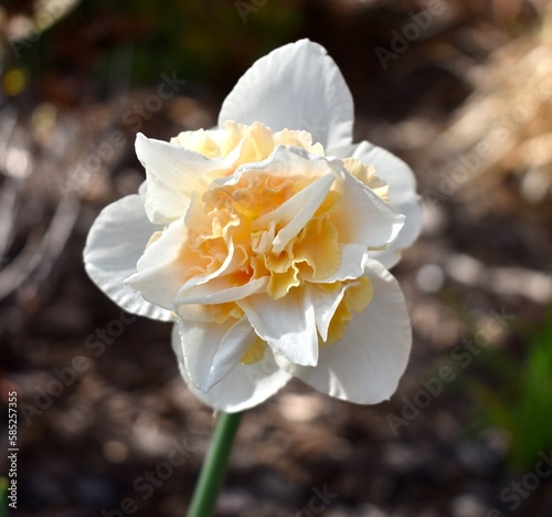 Narcissus with Yellow 2