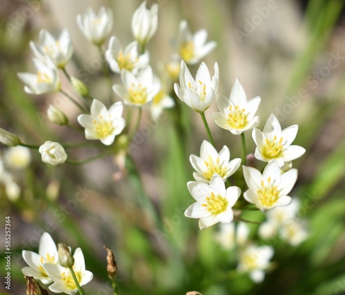 Paperwhite Blooms
