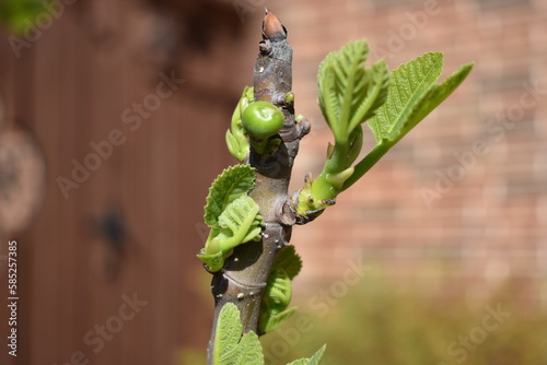 Fig Bloom in Spring