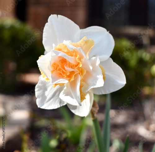 Narcissus- Yellow