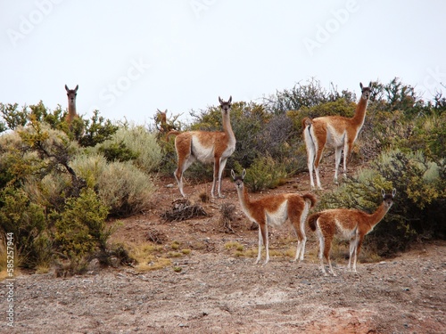 group of guanacos in the wild