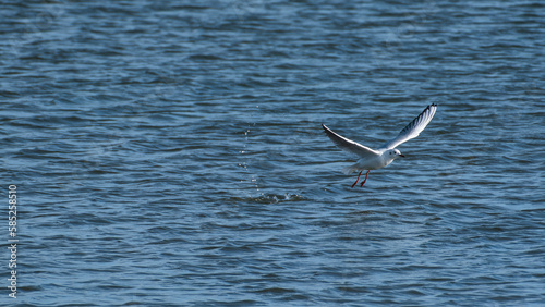 Gull lift off from a lake surface