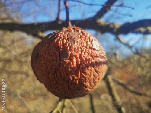 dried fruit on a branch. rotten pear on the tree