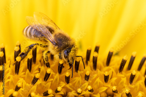 organic food and summertime, bee collecting honey on a sunflower